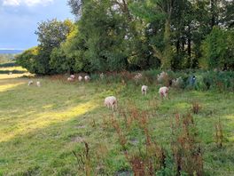 Sheep!