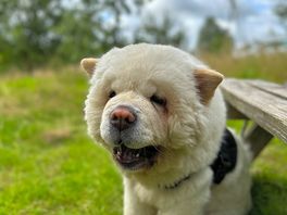 Dog friendly