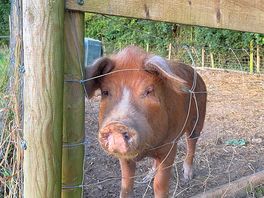 Rainbow the pig