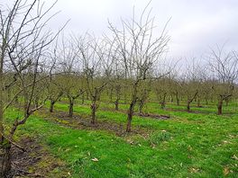 I thinks these are plum trees, i may be wrong.