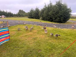 Geese