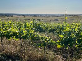 Grapes growing for the next harvest