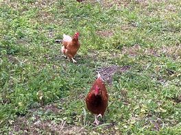 Chickens
