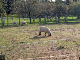 Sheep
