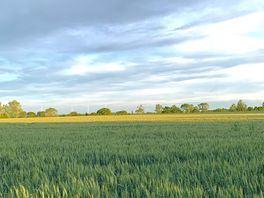 Fields