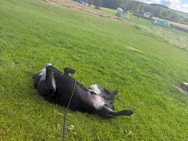 Duke living his best life