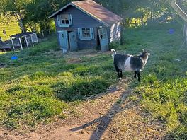 Farm animals