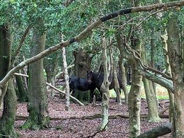 Woodlands
