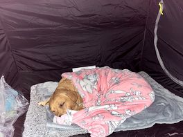 Sleepy pup after a day out.