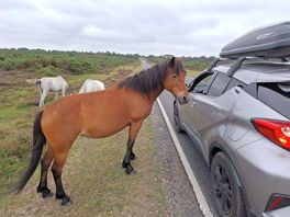 Rustig rijden, overal paarden😁