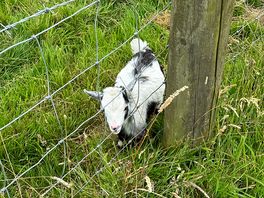 Goats in the field nearby!
