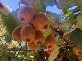 More kiwis