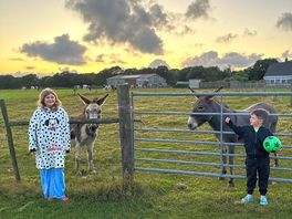 Donkeys