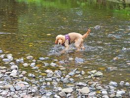 Great little stream for dog walk