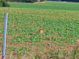 Field next to our pitch.