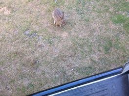 You will love the bunny rabbits