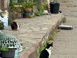 Cats in the farmyard