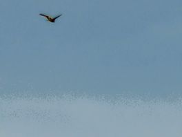 Birds of pray