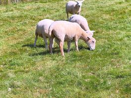 Sheep