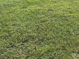 Beautiful green grass as ours is brown 😞
