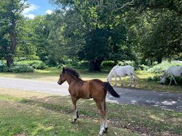 Foal