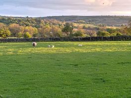 You can’t get enough photos of lambs….