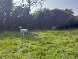 Alpacas on site