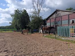 Horses