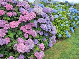 Rhododendron