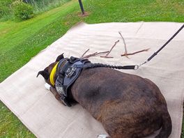 Snoozing