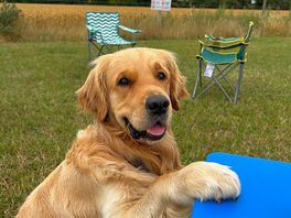 Dog begging