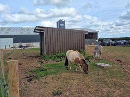One of the donjeys and the pony.