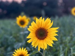 Sunflowers nearby