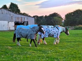 Friendly horses