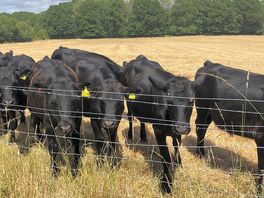 The cows opposite the camping field