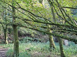 Woodland walk