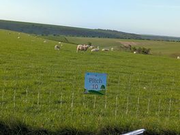View of sheep and lambs
