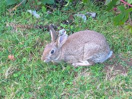 Furry friend on camp.