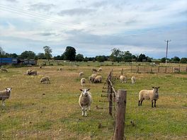Sheep nearby