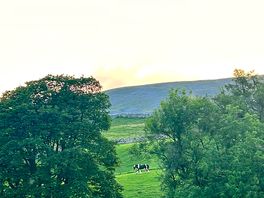 Piebald horses in the field opposite
