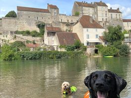 Dogs loving life
