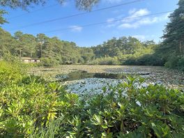 Spectacular lily pond