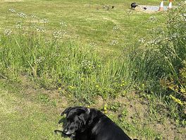 Very relaxed pooch and mumma turkey with her chicks