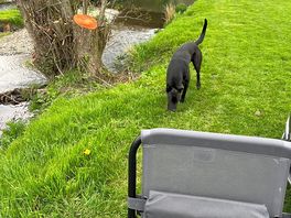 Out of control dog visited our pitch multiple times, also set on our on lead dogs on public path