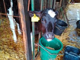 Baby calf.