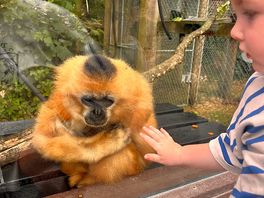 Monkey world
