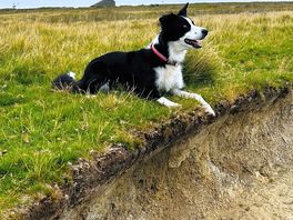 Dogs welcome