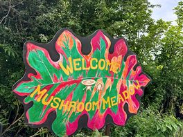 Welcome to mushroom meadow