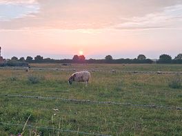 Sunset over the field of sheep.