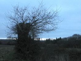 An ancient oak tree in the village